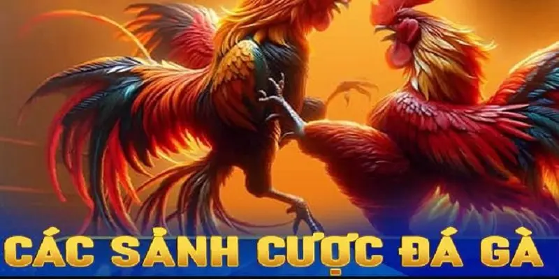 4 sảnh cược đá gà GK88 uy tín và hấp dẫn nhất