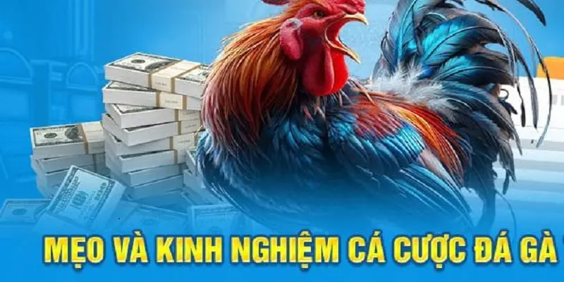 Bật mí kinh nghiệm cá cược đá gà GK88 bất bại