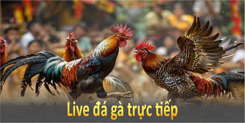 Live đá gà GK88 trực tiếp đem lại trải nghiệm như đứng tại đấu trường thực sự